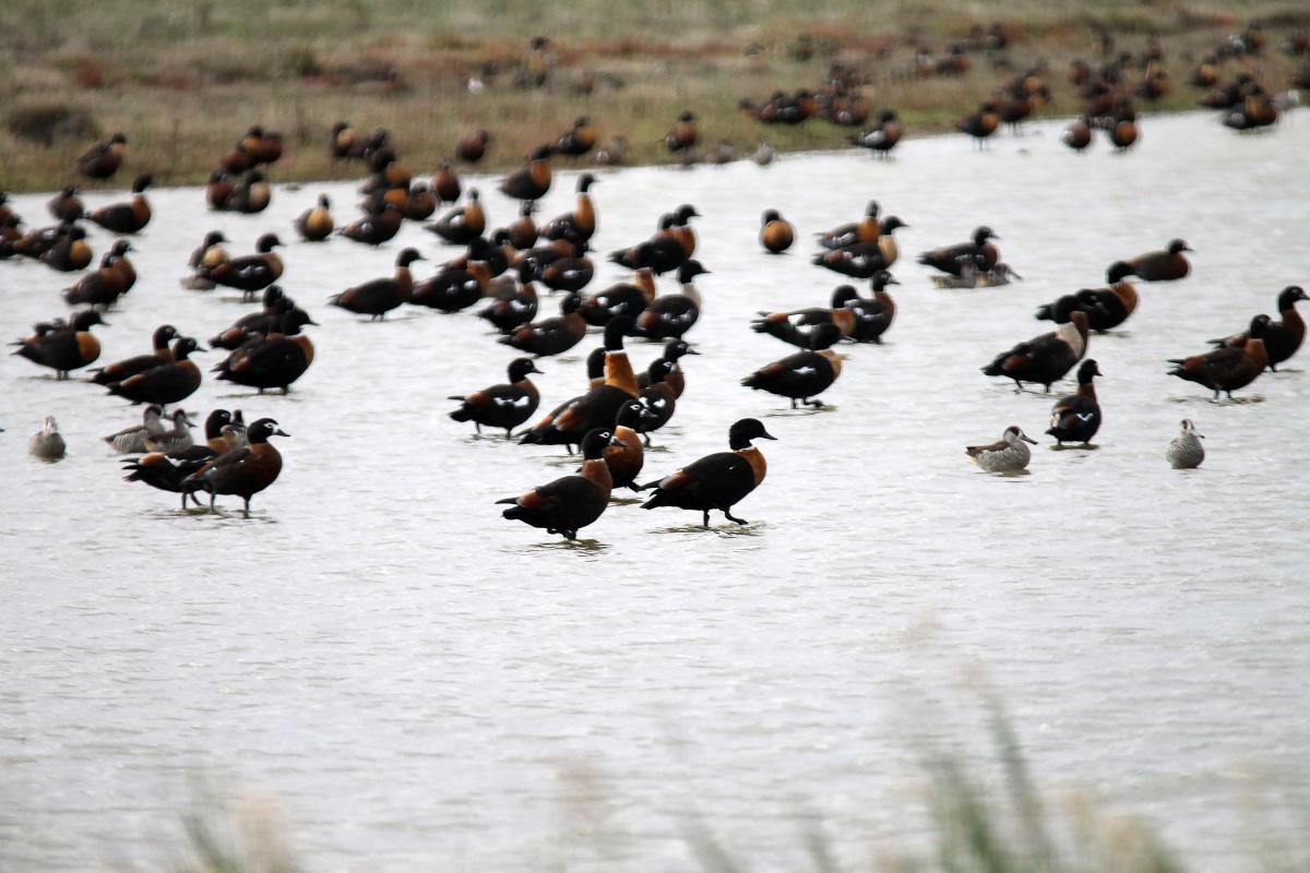 Australian Shelduck (Tadorna tadornoides), Twentynine Mile Road, Point Wilson, Victoria, Australia, 2014-04-12 Australian Shelduck (Tadorna tadornoides)
