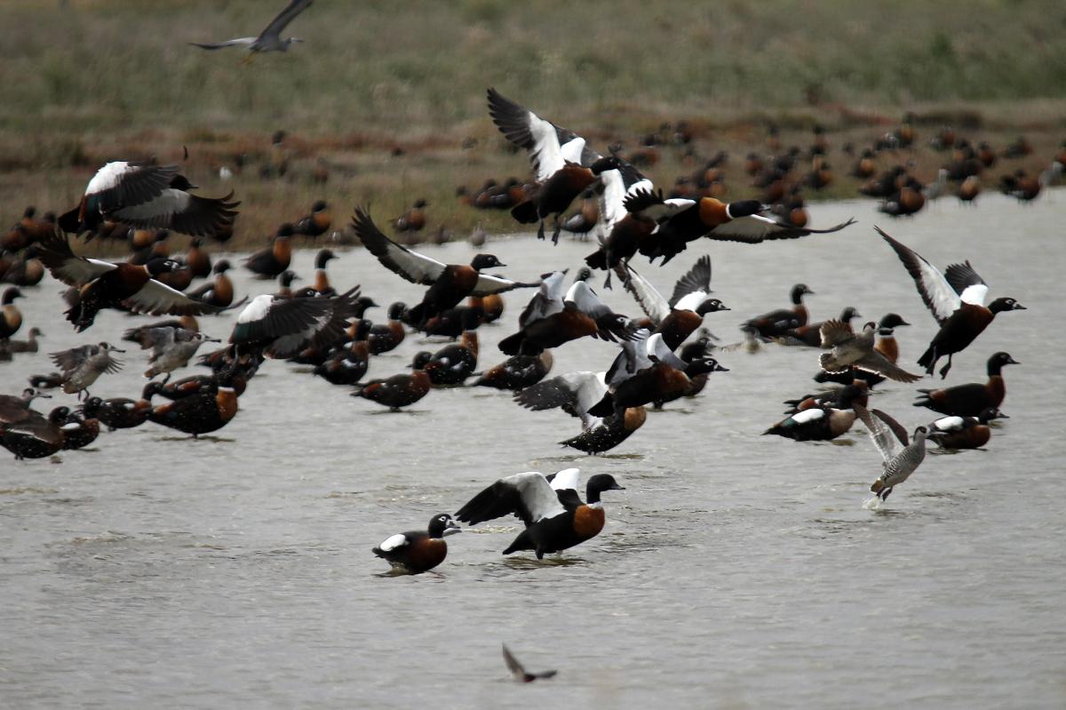 Australian Shelduck (Tadorna tadornoides), Twentynine Mile Road, Point Wilson, Victoria, Australia, 2014-04-12 Australian Shelduck (Tadorna tadornoides)