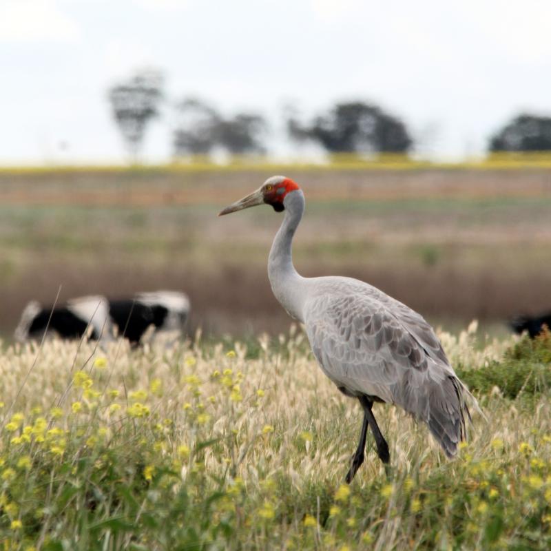 Brolga (Grus rubicunda)