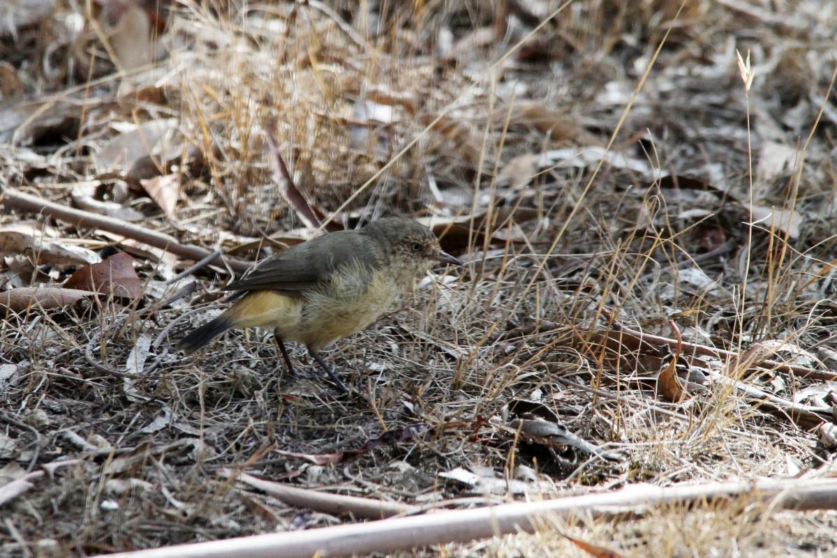 Buff-rumped Thornbill (Acanthiza reguloides)