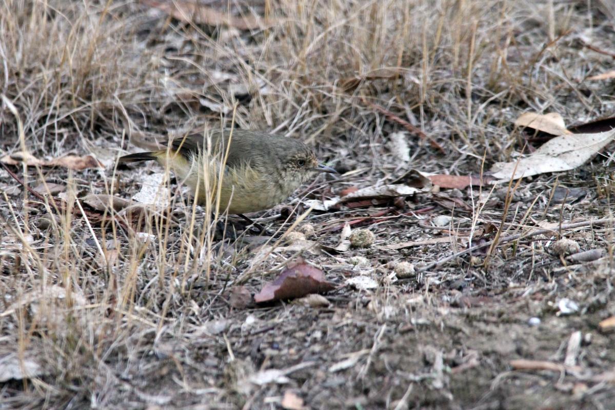 Buff-rumped Thornbill (Acanthiza reguloides)