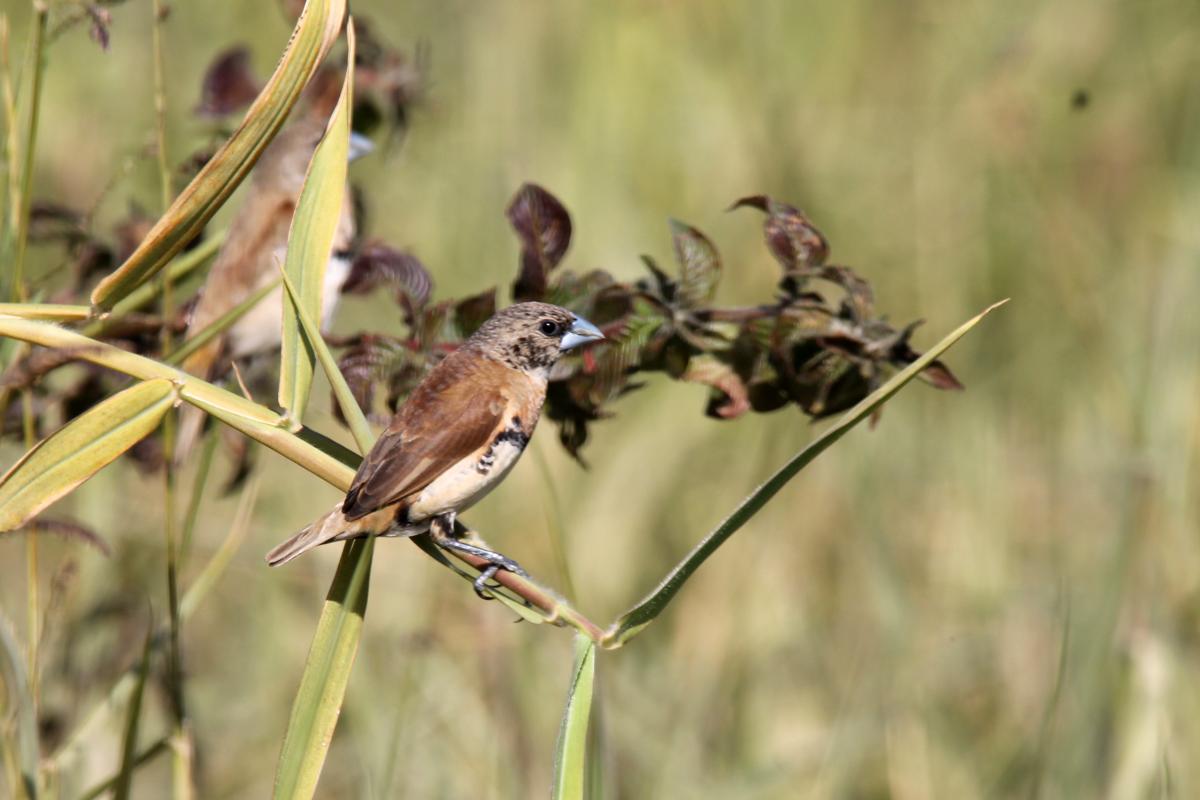 Chestnut-breasted Mannikin (Lonchura castaneothorax), Brisbane, Carina, Queensland, Australia, 2014-07-13 Chestnut-breasted Mannikin (Lonchura castaneothorax)