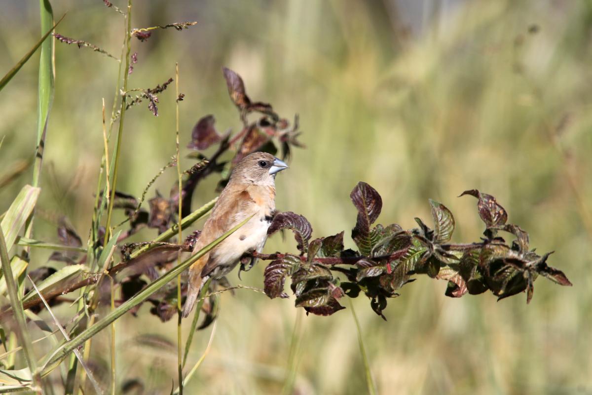 Chestnut-breasted Mannikin (Lonchura castaneothorax), Brisbane, Carina, Queensland, Australia, 2014-07-13 Chestnut-breasted Mannikin (Lonchura castaneothorax)
