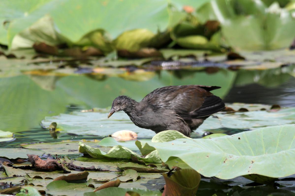 Dusky Moorhen (Gallinula tenebrosa)