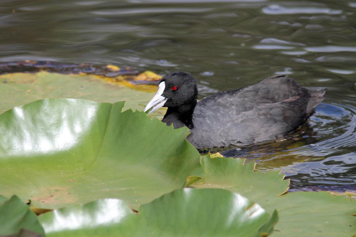Eurasian Coot (Fulica atra)