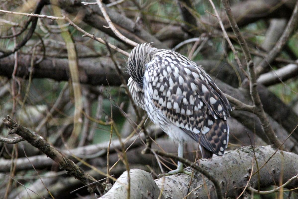 Nankeen Night Heron (Nycticorax caledonicus)