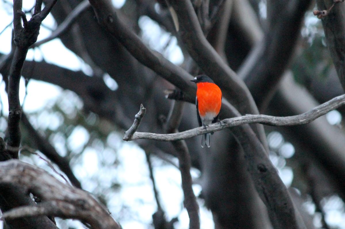Flame Robin (Petroica phoenicea)