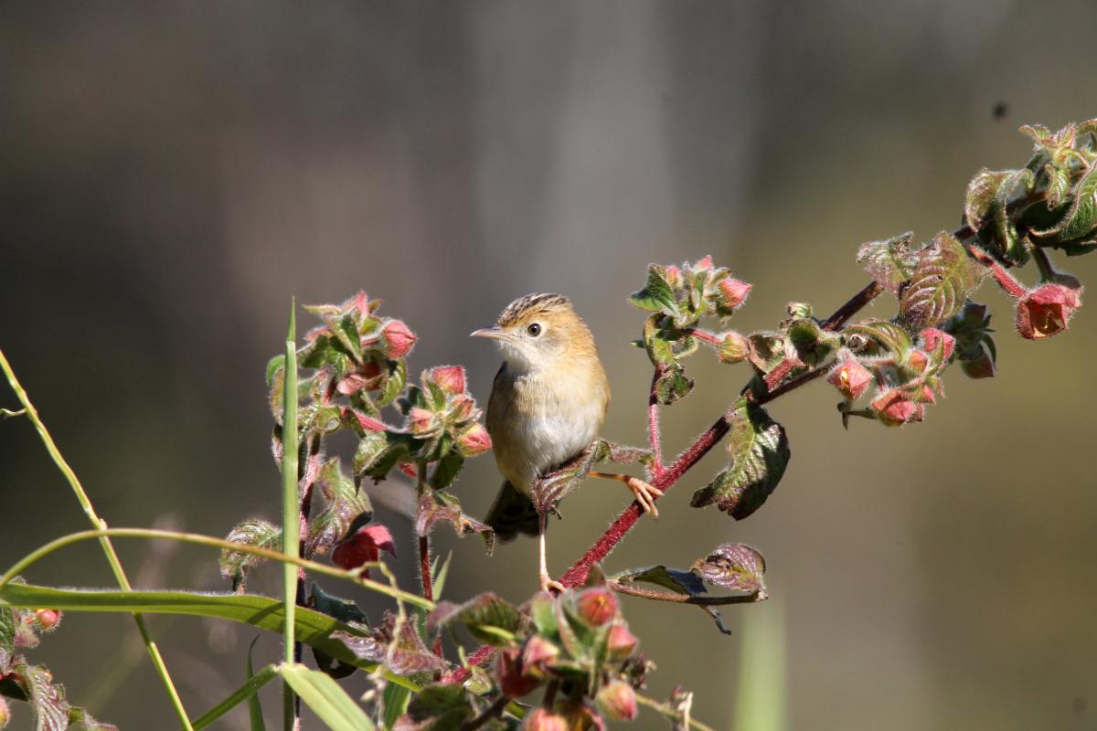Golden-headed Cisticola (Cisticola exilis)