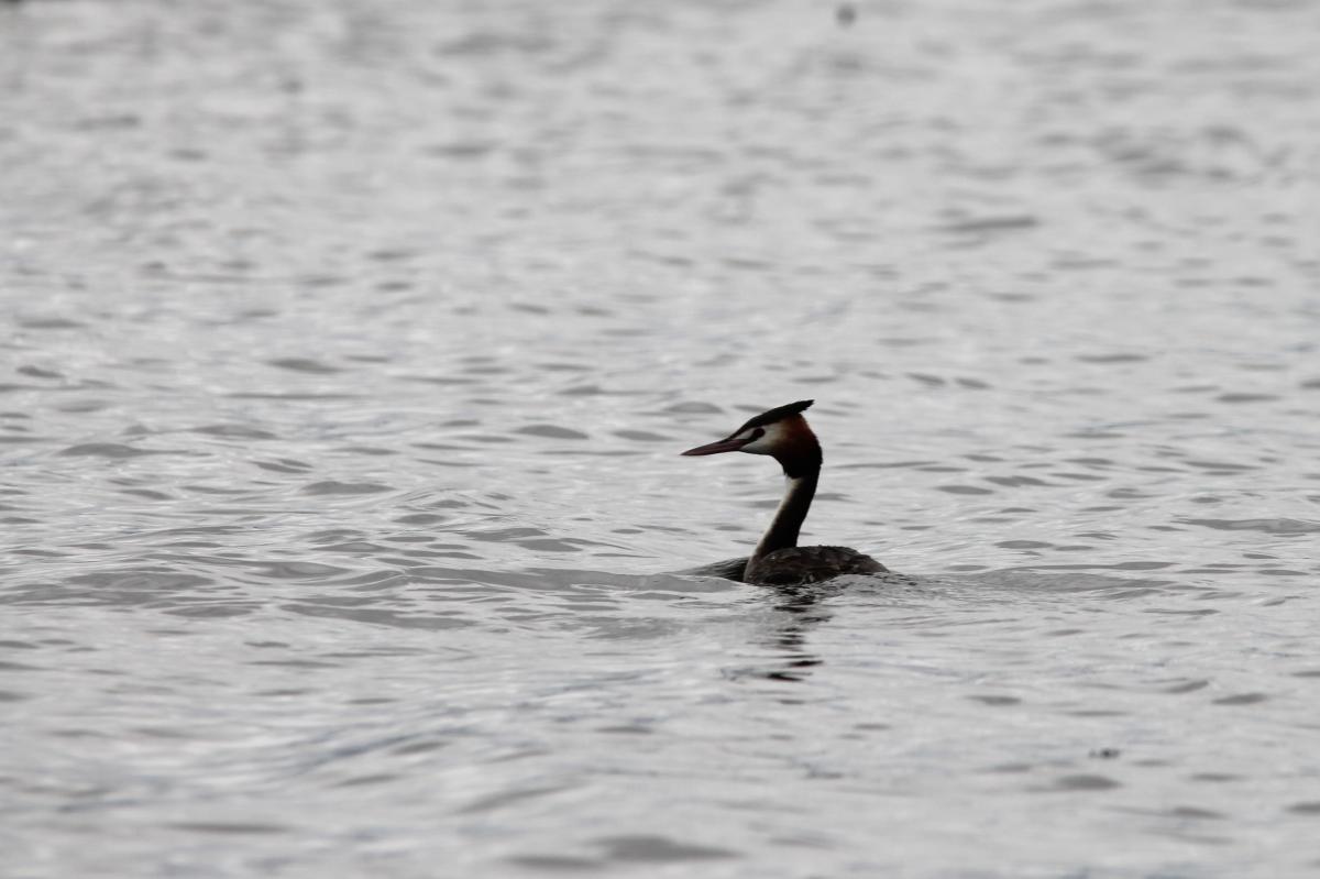 Great Crested Grebe (Podiceps cristatus), Chirnside Road, Point Wilson, Victoria, Australia, 2014-09-20 Great Crested Grebe (Podiceps cristatus)