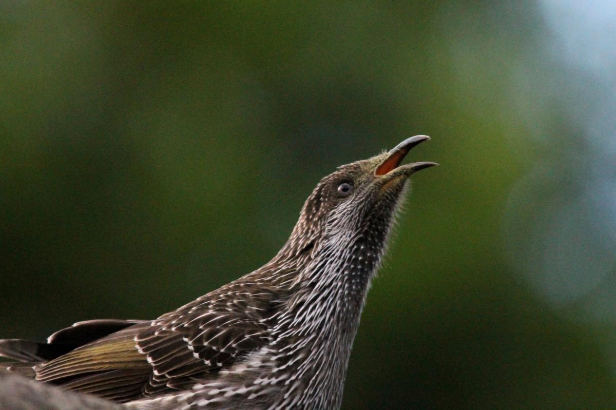 Little Wattlebird (Anthochaera chrysoptera)