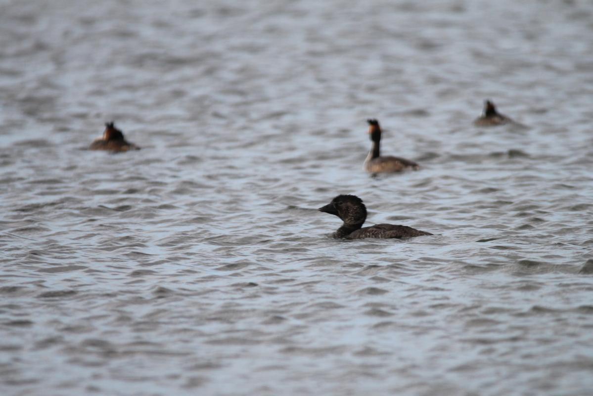Musk Duck (Biziura lobata)