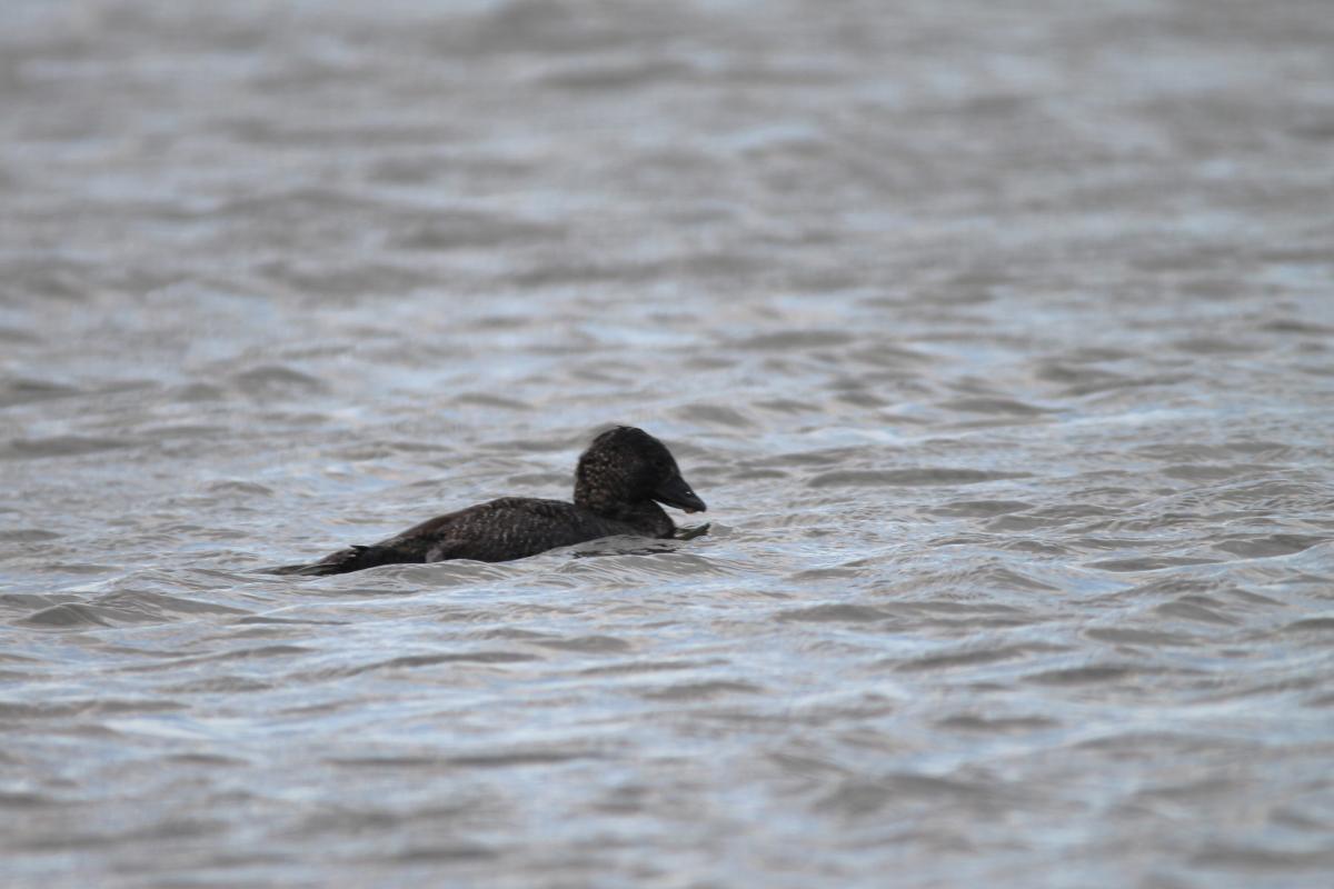 Musk Duck (Biziura lobata)