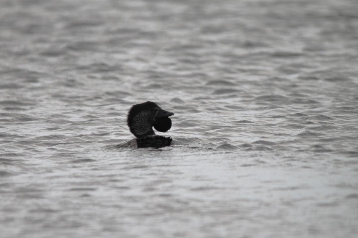 Musk Duck (Biziura lobata)