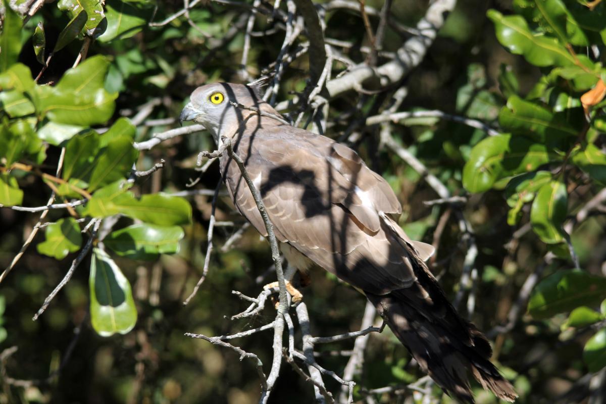 Pacific baza (Aviceda subcristata)