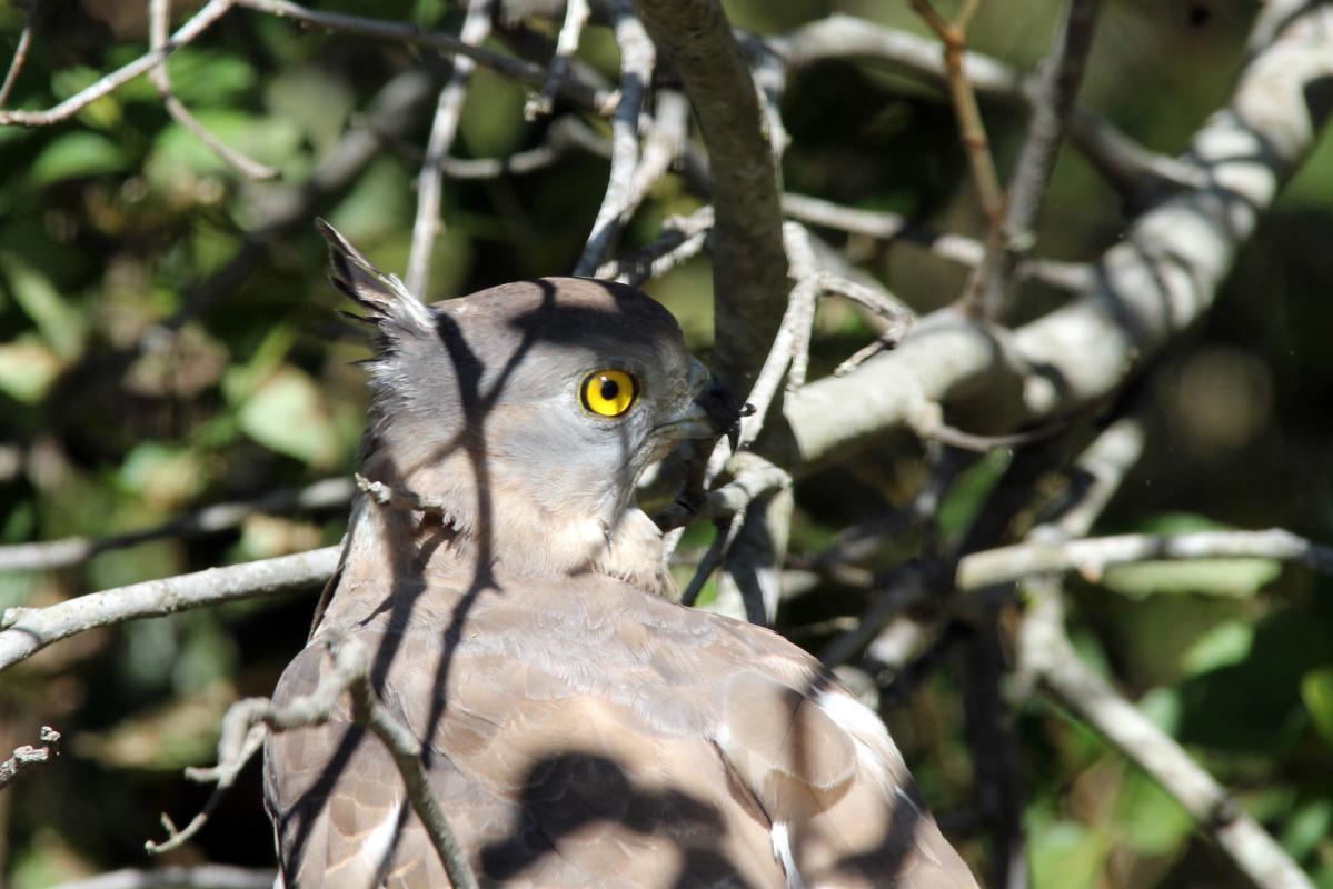 Pacific baza (Aviceda subcristata)