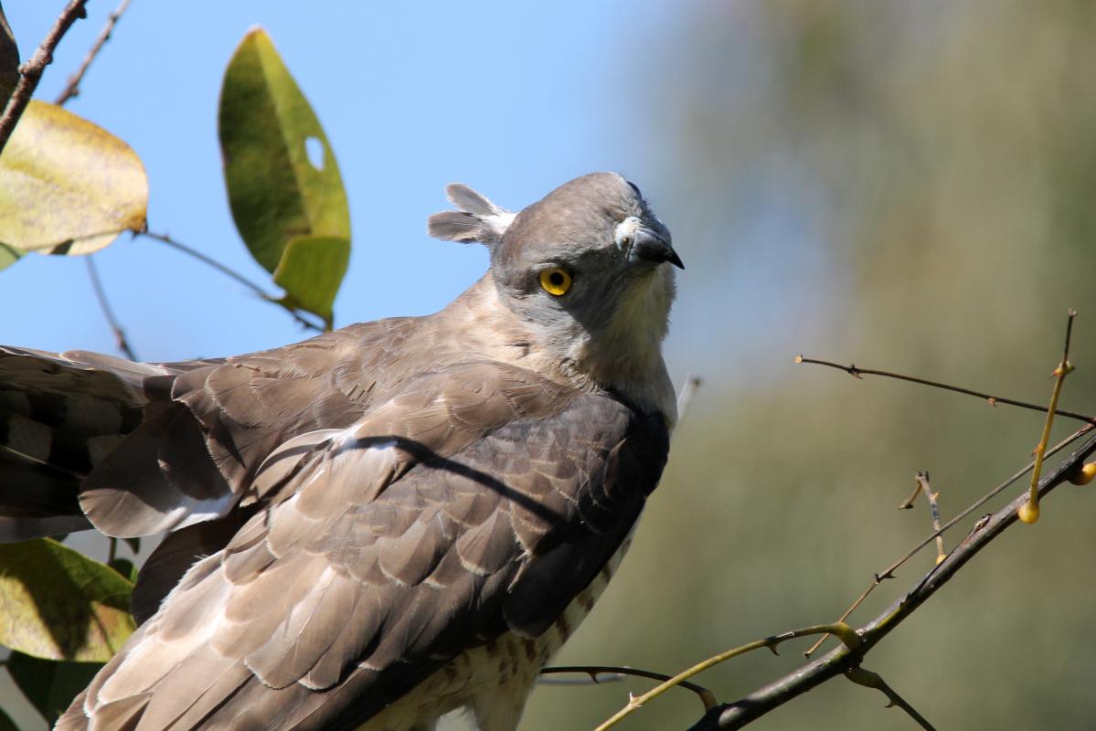Pacific baza (Aviceda subcristata)