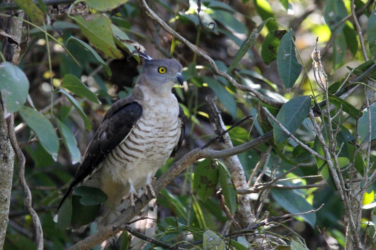 Pacific baza (Aviceda subcristata)