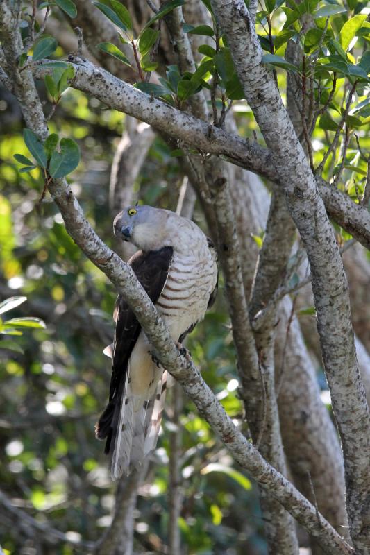 Pacific baza (Aviceda subcristata)