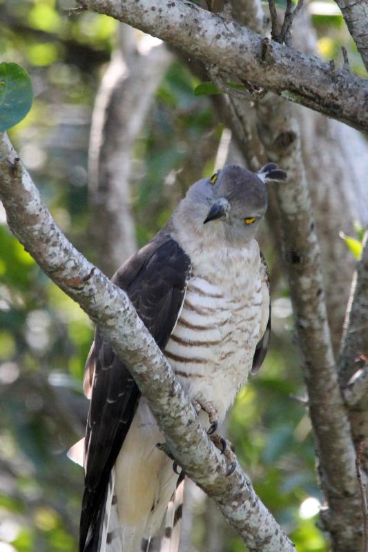 Pacific baza (Aviceda subcristata)