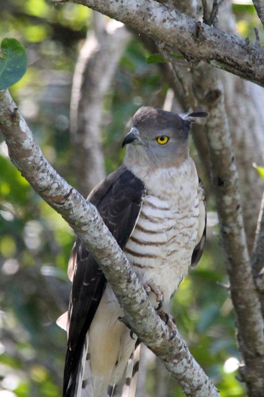 Pacific baza (Aviceda subcristata)