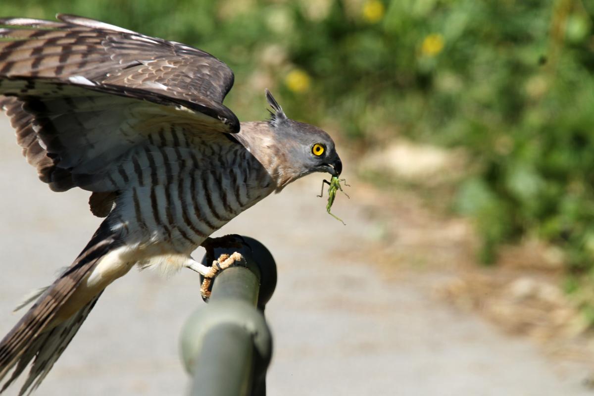 Pacific baza (Aviceda subcristata)