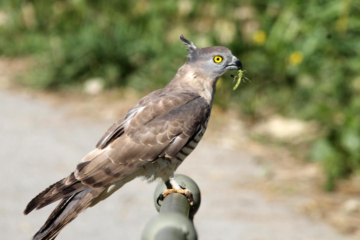 Pacific baza (Aviceda subcristata)