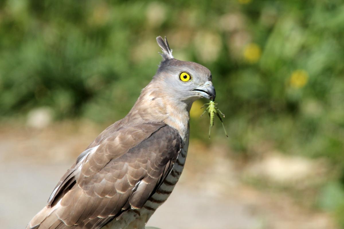 Pacific baza (Aviceda subcristata)