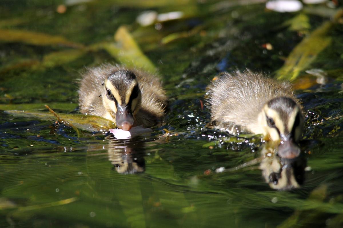 Pacific Black Duck (Anas superciliosa)