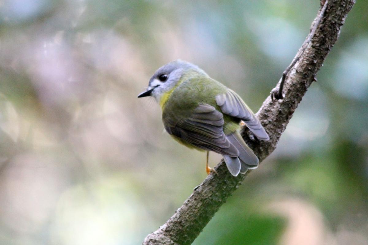 Pale-yellow robin (Tregellasia capito)