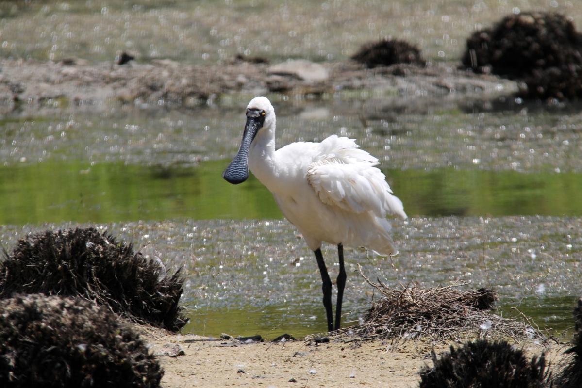 Royal Spoonbill (Platalea regia)