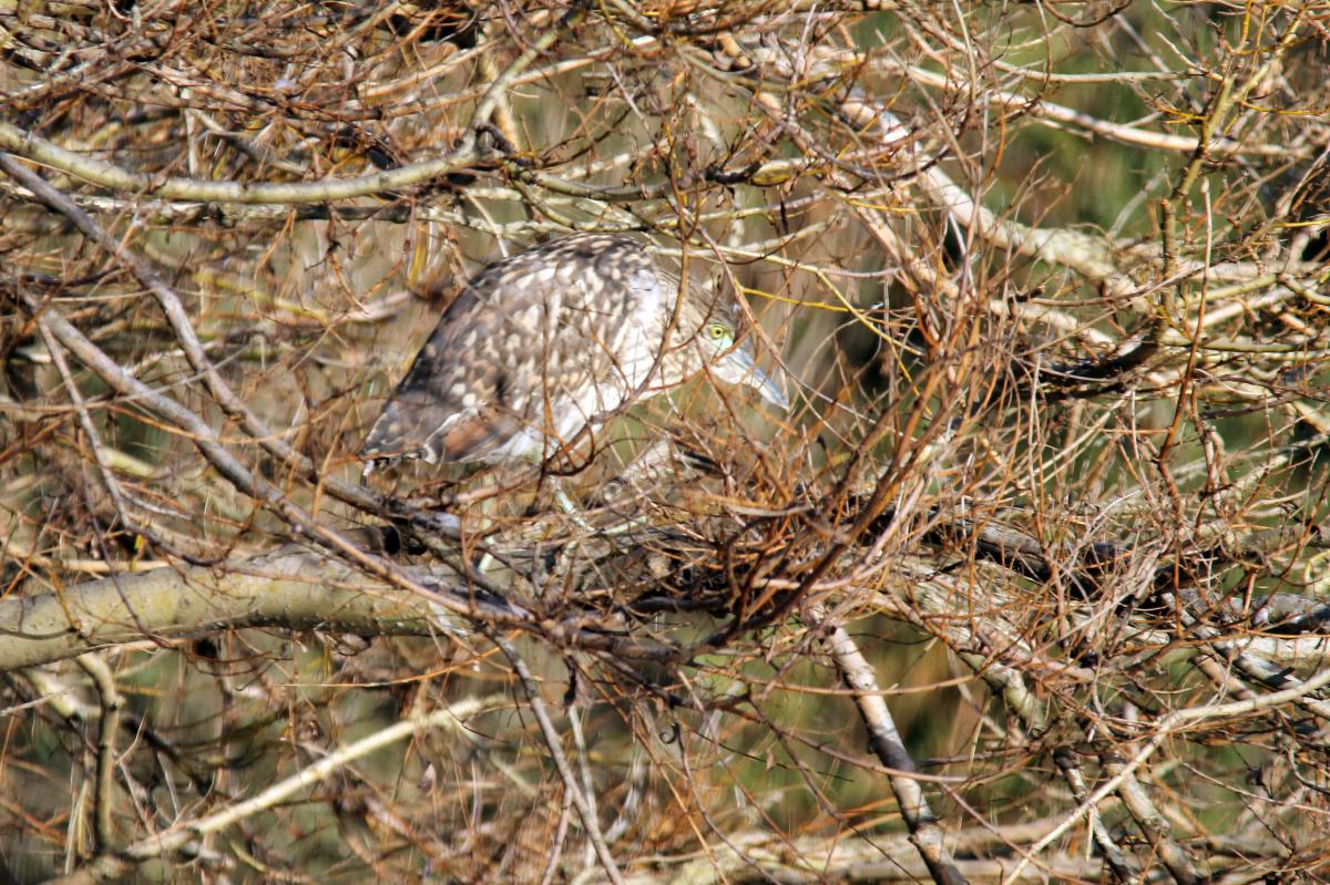 Nankeen Night Heron (Nycticorax caledonicus)