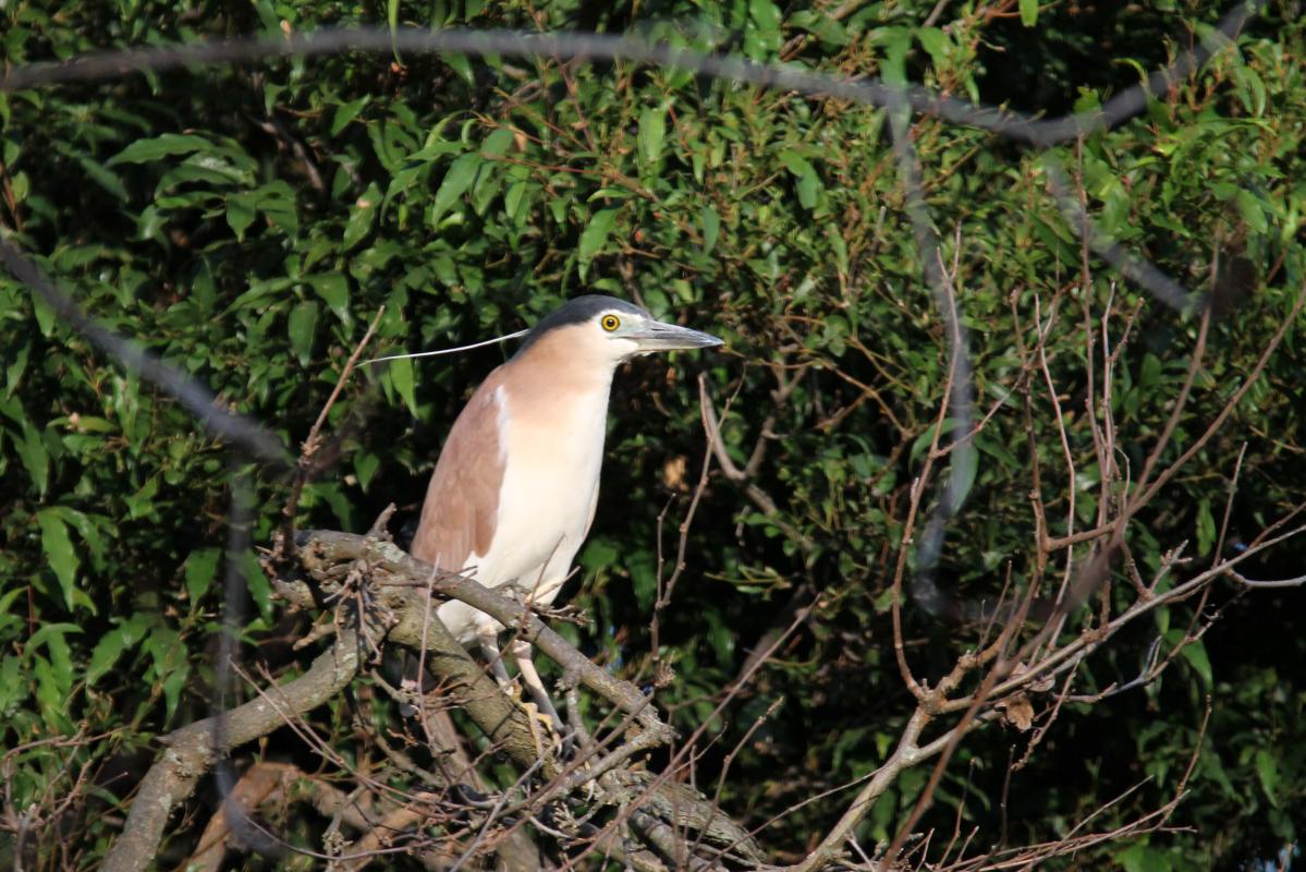 Nankeen Night Heron (Nycticorax caledonicus)