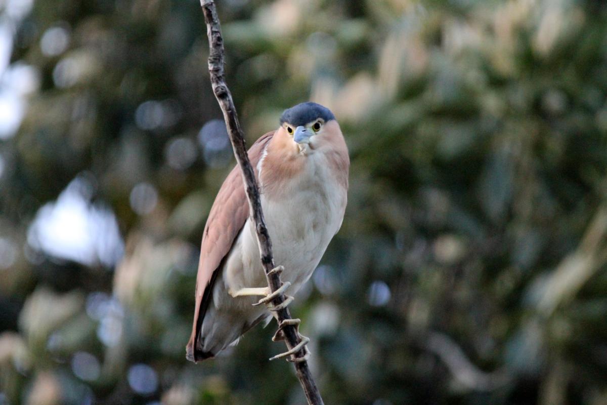 Nankeen Night Heron (Nycticorax caledonicus)