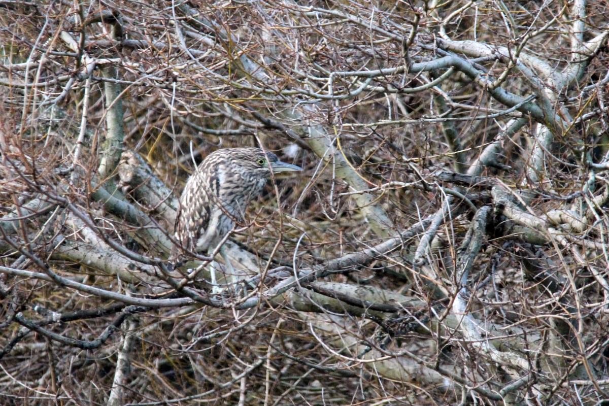 Nankeen Night Heron (Nycticorax caledonicus)