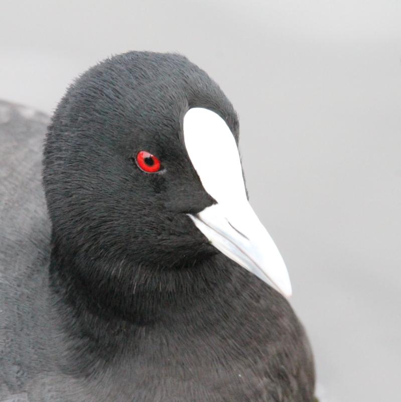 Eurasian Coot (Fulica atra)