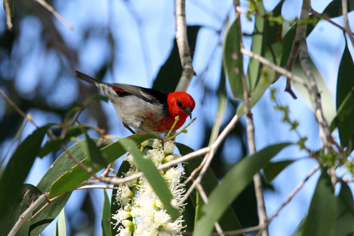 Scarlet honeyeater (Myzomela sanguinolenta), Brisbane, Carina, Queensland, Australia, 2014-07-13 Scarlet honeyeater (Myzomela sanguinolenta)