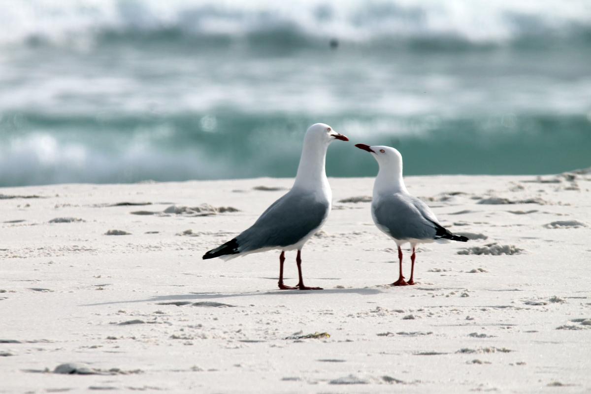 Silver Gull (Chroicocephalus novaehollandiae)