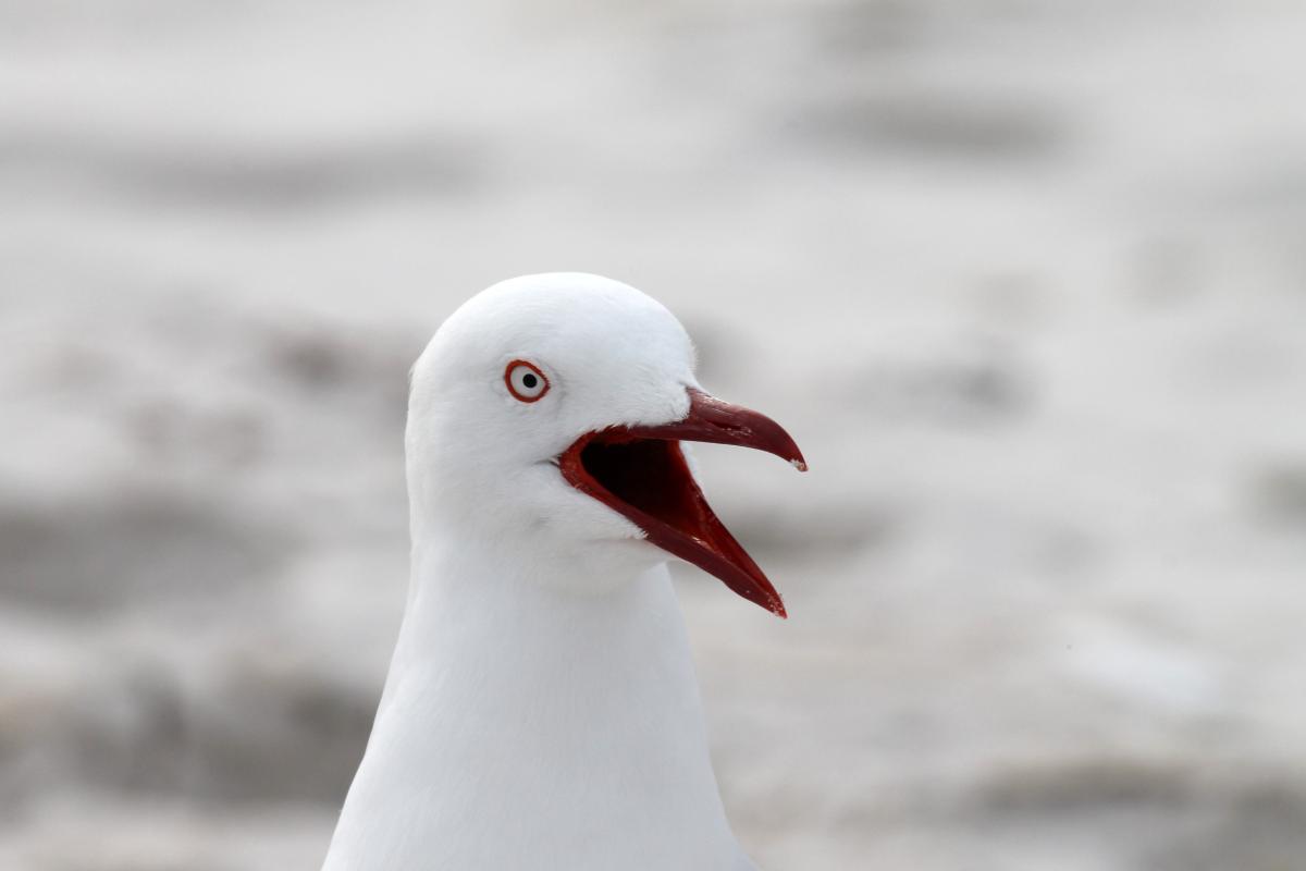 Silver Gull (Chroicocephalus novaehollandiae)