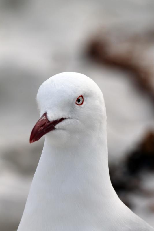 Silver Gull (Chroicocephalus novaehollandiae)