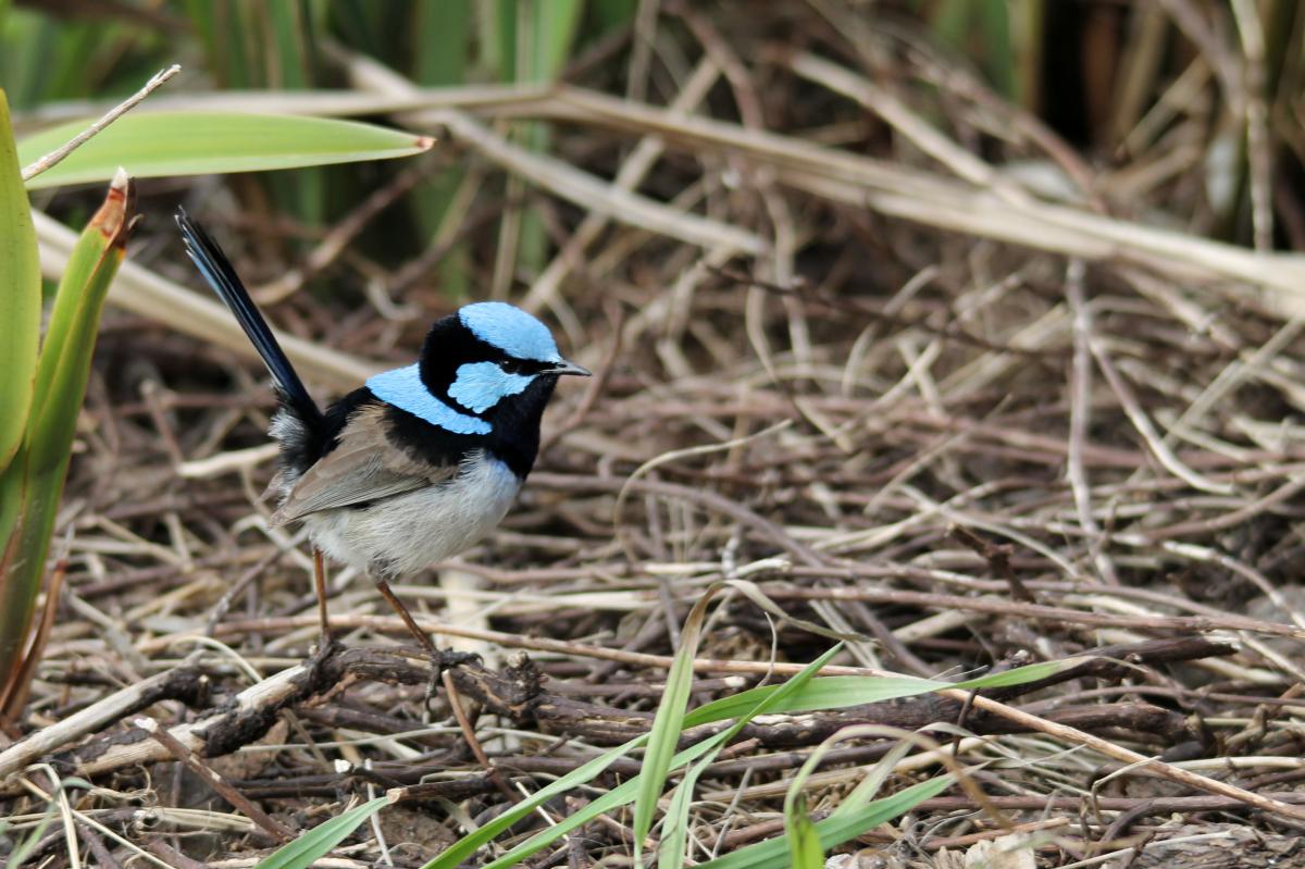 Superb Fairywren (Malurus cyaneus)