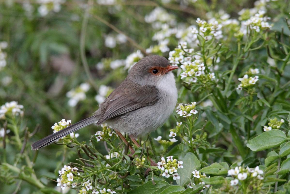 Superb Fairywren (Malurus cyaneus)