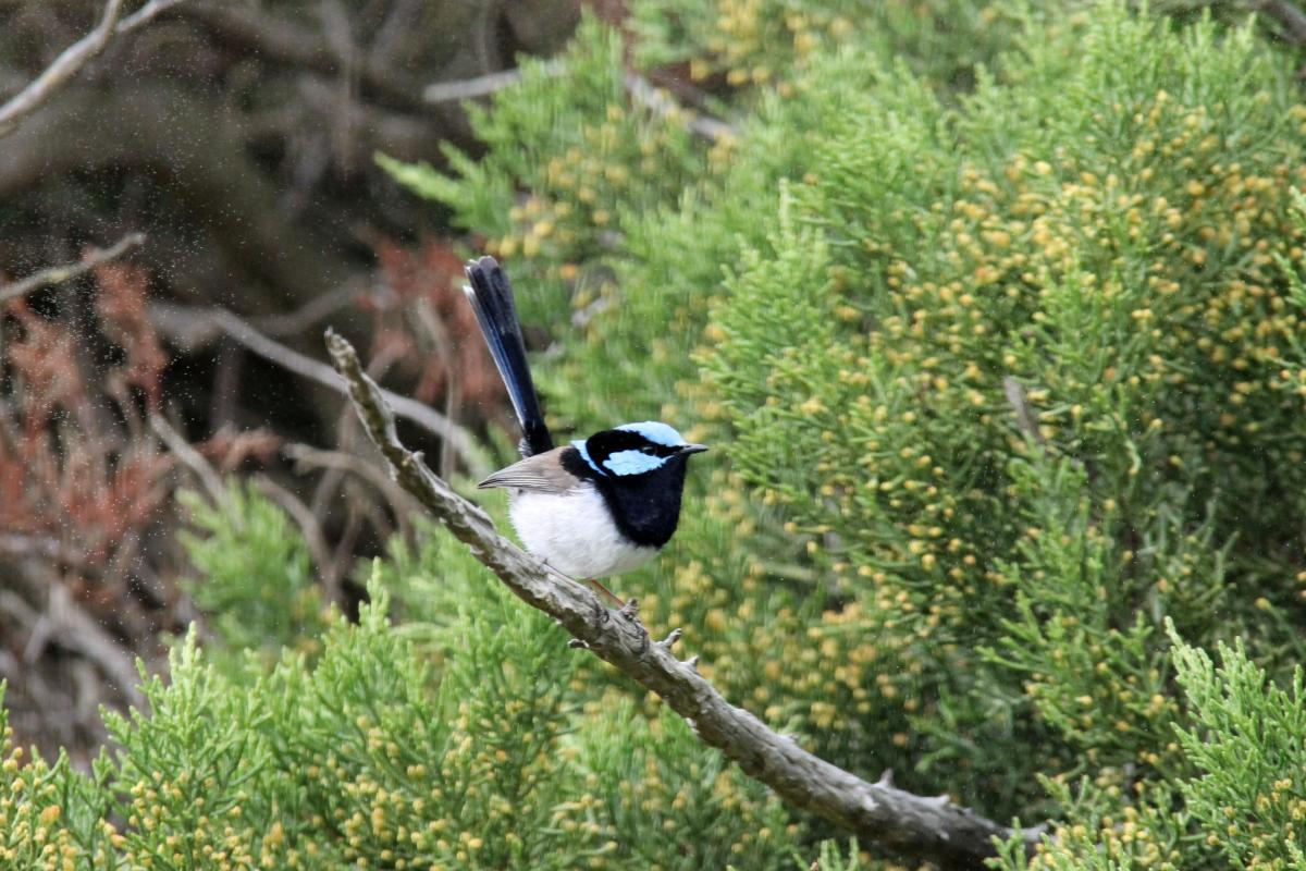 Superb Fairywren (Malurus cyaneus)