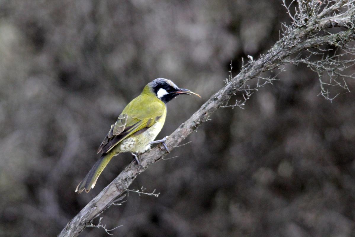 White-eared Honeyeater (Lichenostomus leucotis), Melbourne, Cranbourne, Victoria, Australia, 2014-05-11 White-eared Honeyeater (Lichenostomus leucotis)