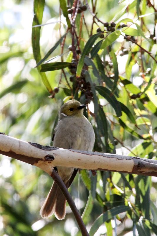 White-plumed Honeyeater (Lichenostomus penicillatus), Westgate Park, Port Melbourne, Victoria, Australia, 2014-01-25 White-plumed Honeyeater (Lichenostomus penicillatus)