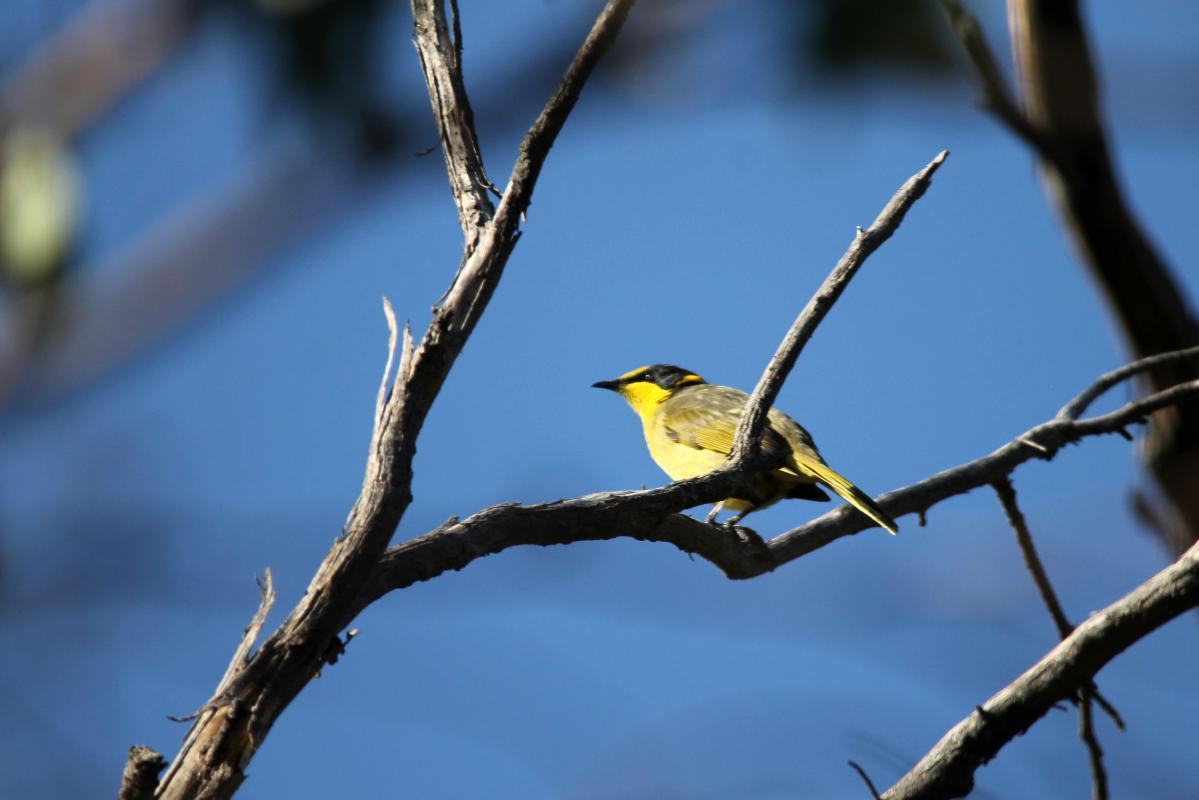 Yellow-tufted Honeyeater (Lichenostomus melanops), Burchell Trail, Staughton Vale, Victoria, Australia, 2014-03-29 Yellow-tufted Honeyeater (Lichenostomus melanops)