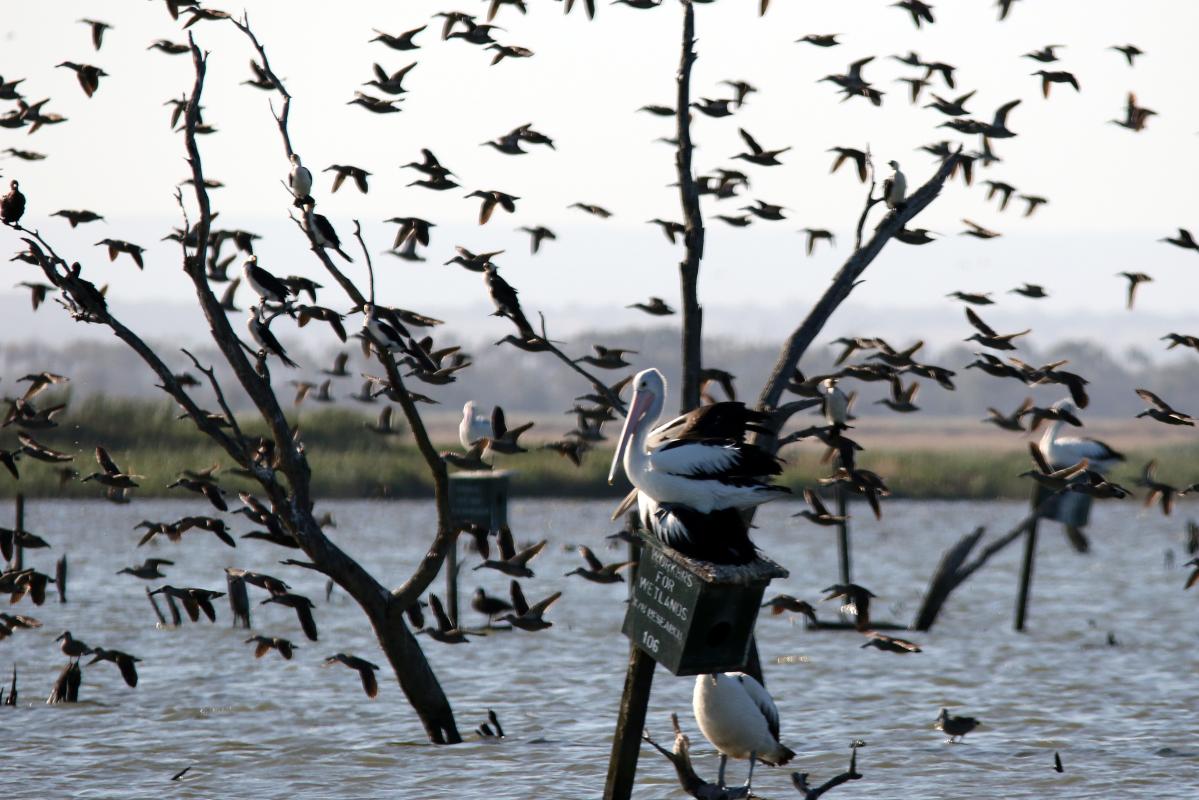 Australian Pelican (Pelecanus conspicillatus)