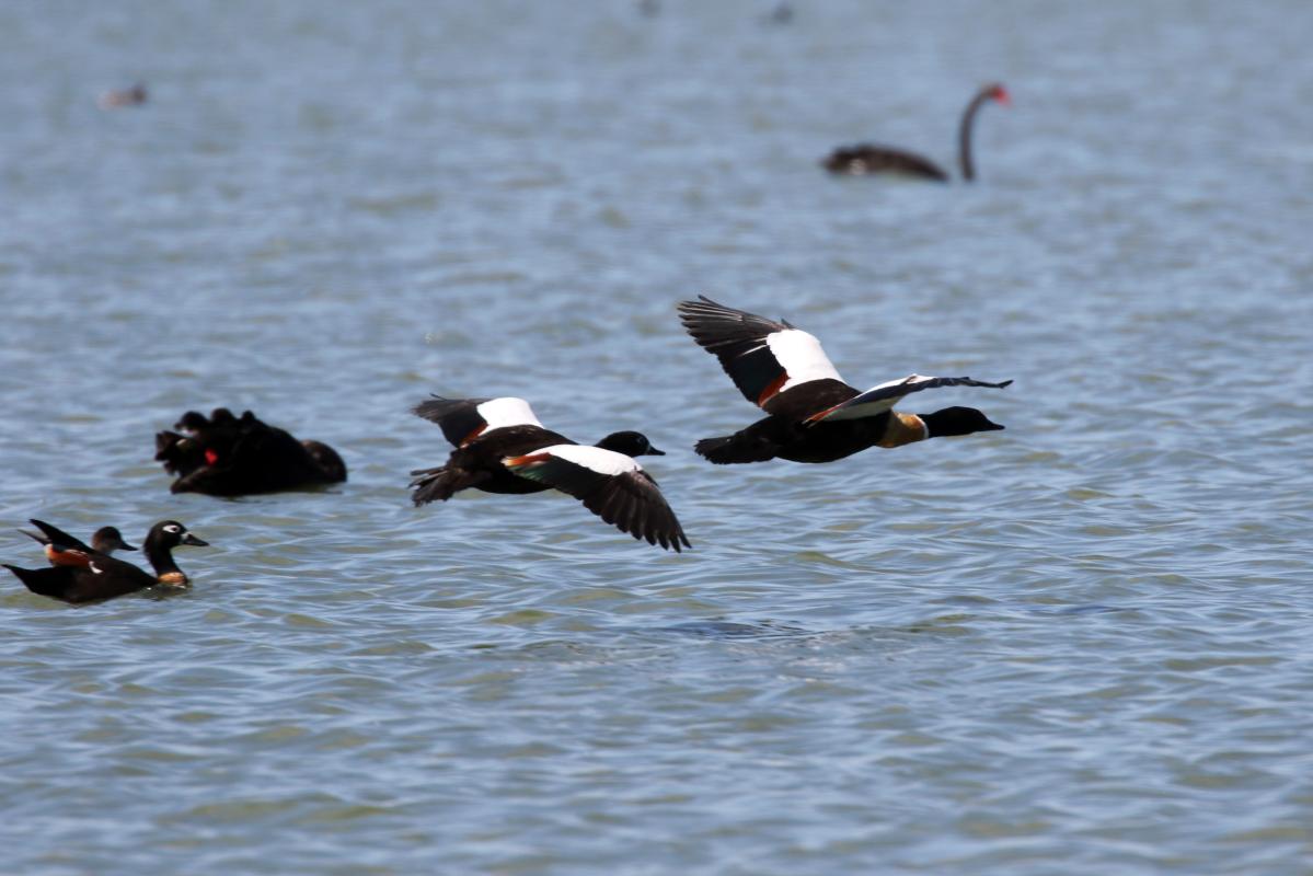 Australian Shelduck (Tadorna tadornoides), Unnamed Road, Cocoroc, Victoria, Australia, 2015-11-28 Australian Shelduck (Tadorna tadornoides)