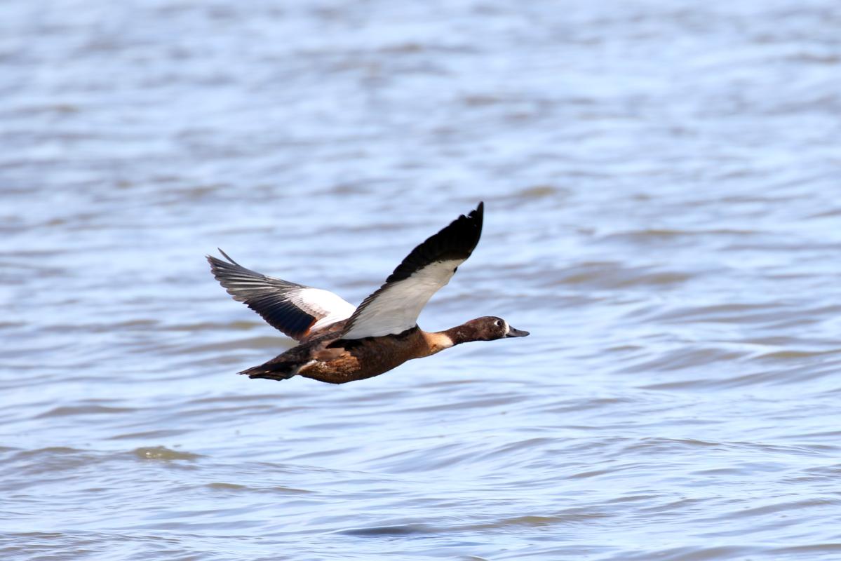 Australian Shelduck (Tadorna tadornoides), River Road West, Cocoroc, Victoria, Australia, 2015-11-28 Australian Shelduck (Tadorna tadornoides)