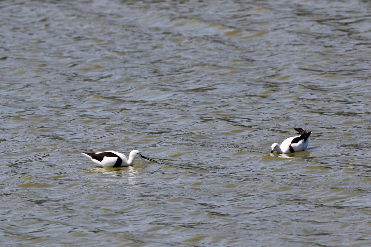 Banded Stilt (Cladorhynchus leucocephalus), 280 South Road, Cocoroc, Victoria, Australia, 2015-11-28 Banded Stilt (Cladorhynchus leucocephalus)