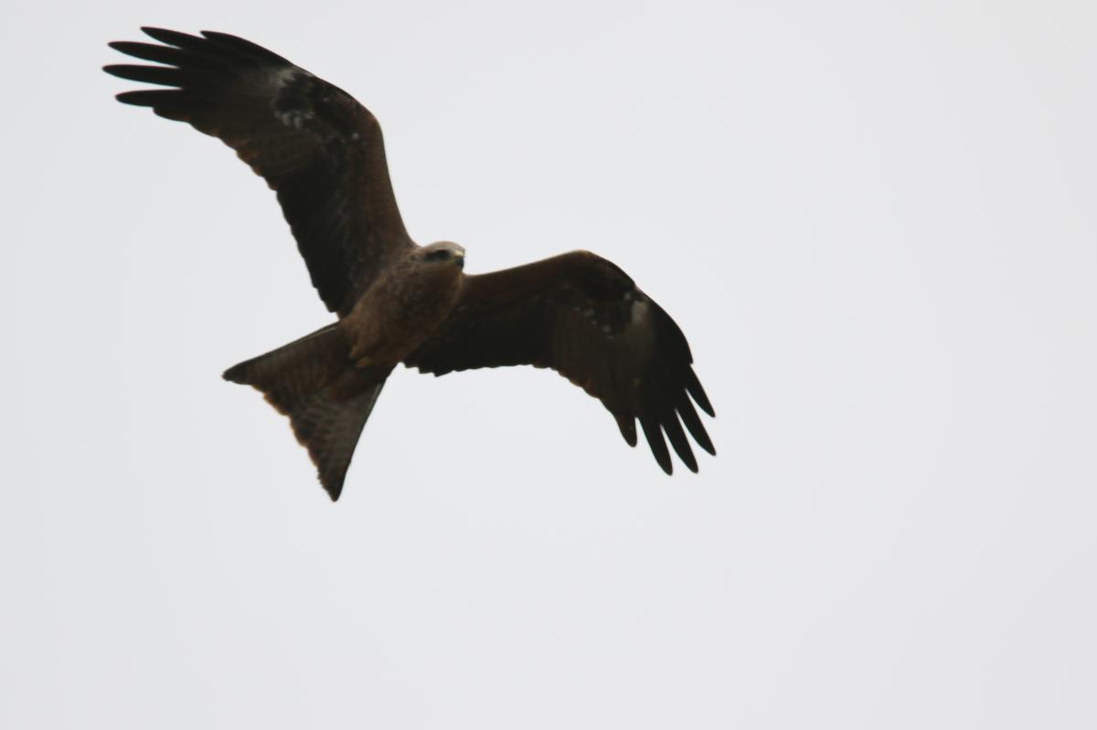 Black Kite (Milvus migrans)